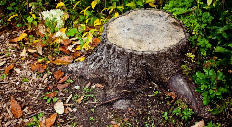 Detruire souche d arbre chlorate de soude