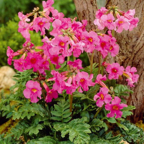 Plante anti taupe