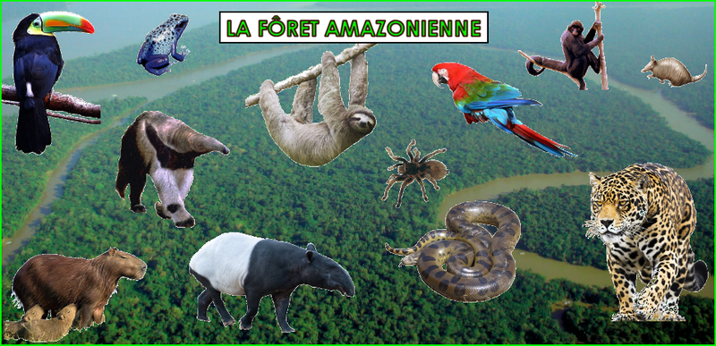 Les animaux de la foret amazonienne