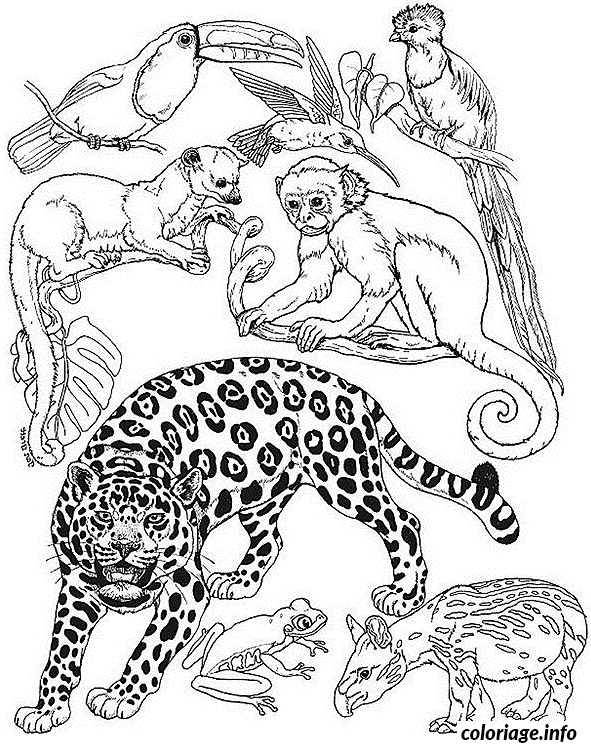 Les animaux de jungle
