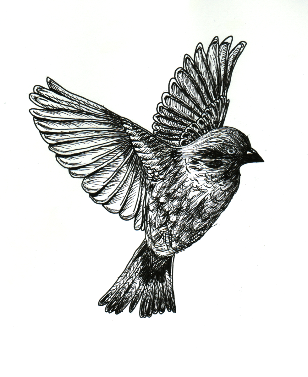 Dessin tatouage oiseau