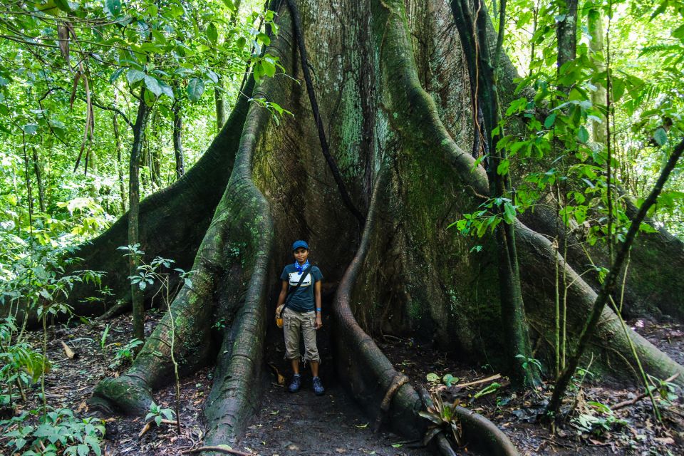 Les forets amazonienne