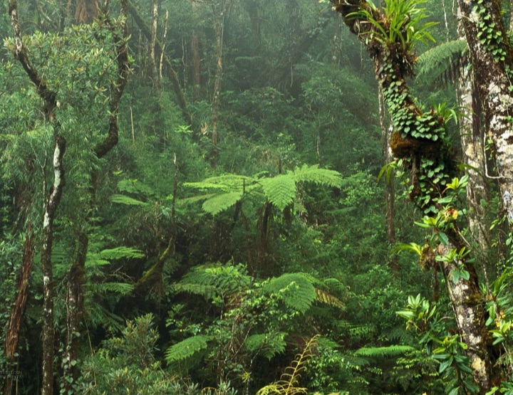Jungle amazonienne