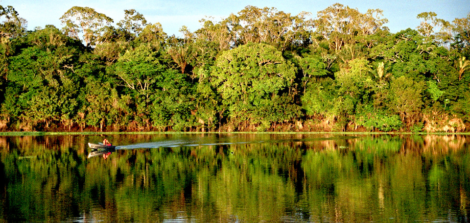 Foret amazonienne biodiversité
