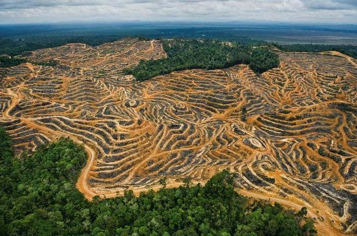 Déforestation amazonie