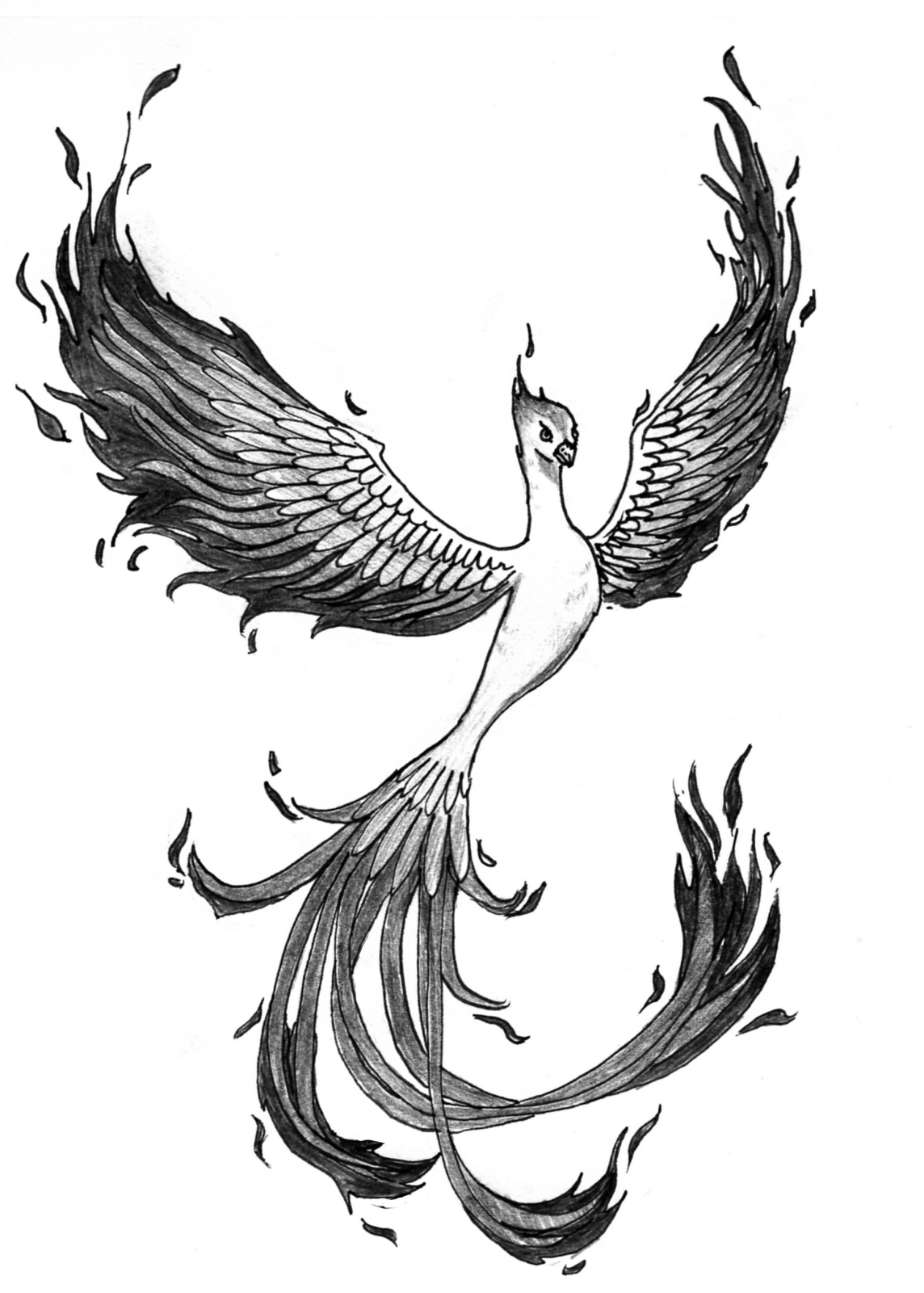 Dessin tatouage phoenix