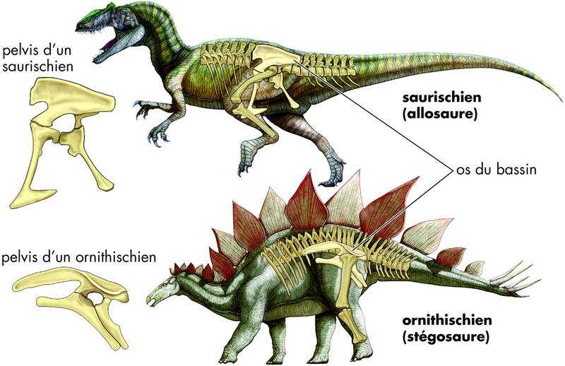 Les dinosaures et leurs noms