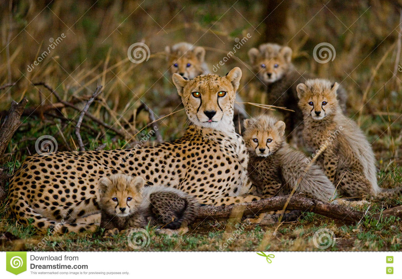 Petit animaux de la savane