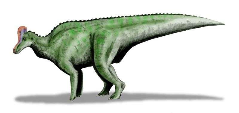 Dinosaure herbivore