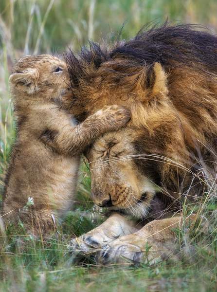 Photos des animaux de la jungle